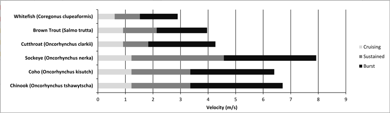 図3:北米にとって重要な数種の魚類の成魚の遊泳速度(Bell 1990のデータを基に作成)。